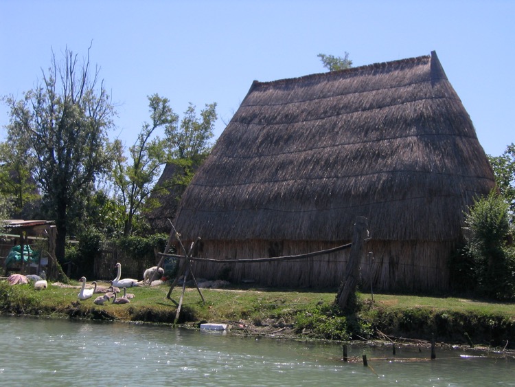 Schwäne auf der Wiese vor einem Cason